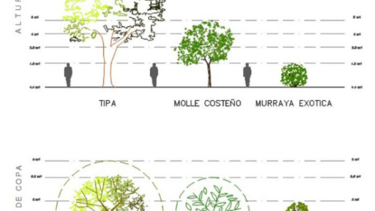 Bloques AutoCAD de árboles en 2D con vistas en planta y alzado, incluyendo especies y proporciones para proyectos de paisajismo.