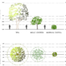 Bloques AutoCAD de árboles en 2D con vistas en planta y alzado, incluyendo especies y proporciones para proyectos de paisajismo.